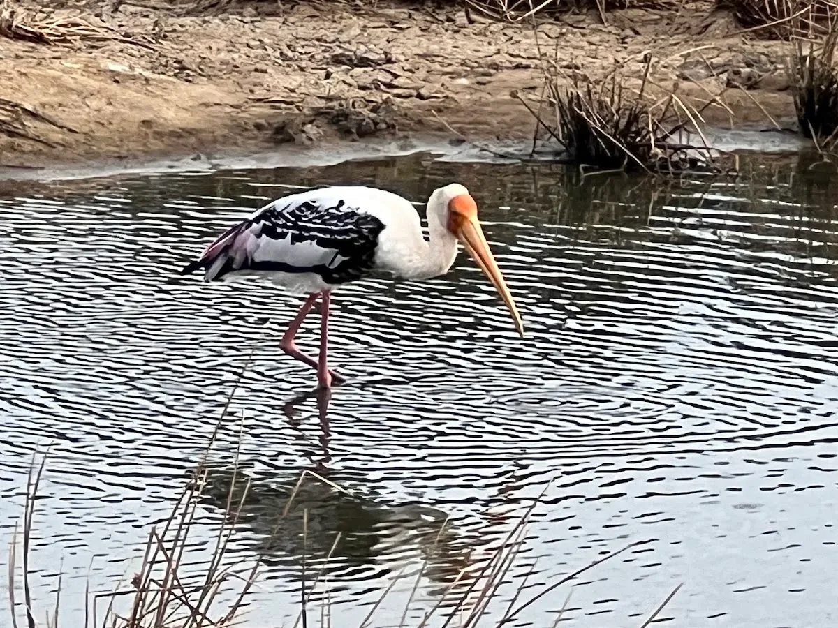 Vogelbeobachtung an der Lagune von Arugam Bay