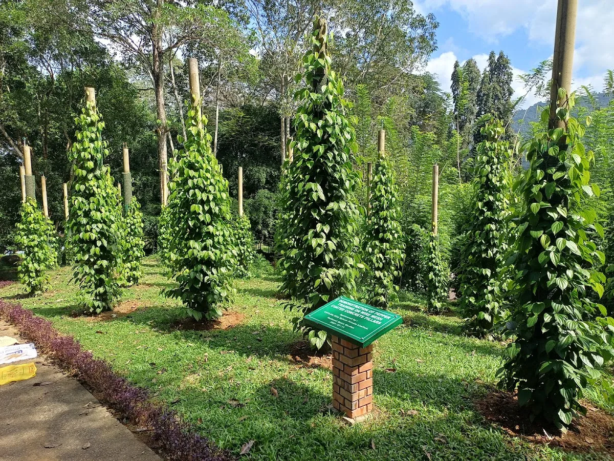 Ayurvedischer Gewürzgarten-Spaziergang
