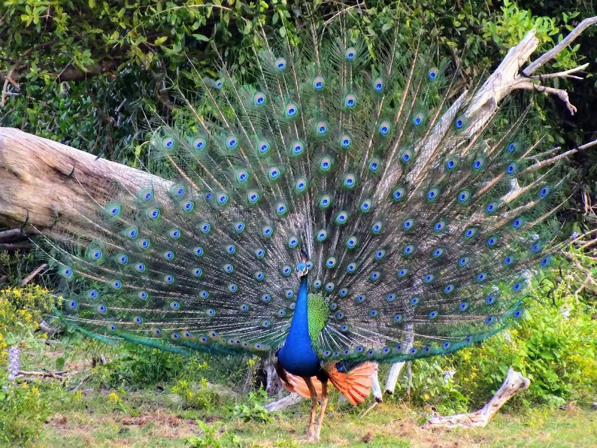 Bundala-Zugvogel-Safari
