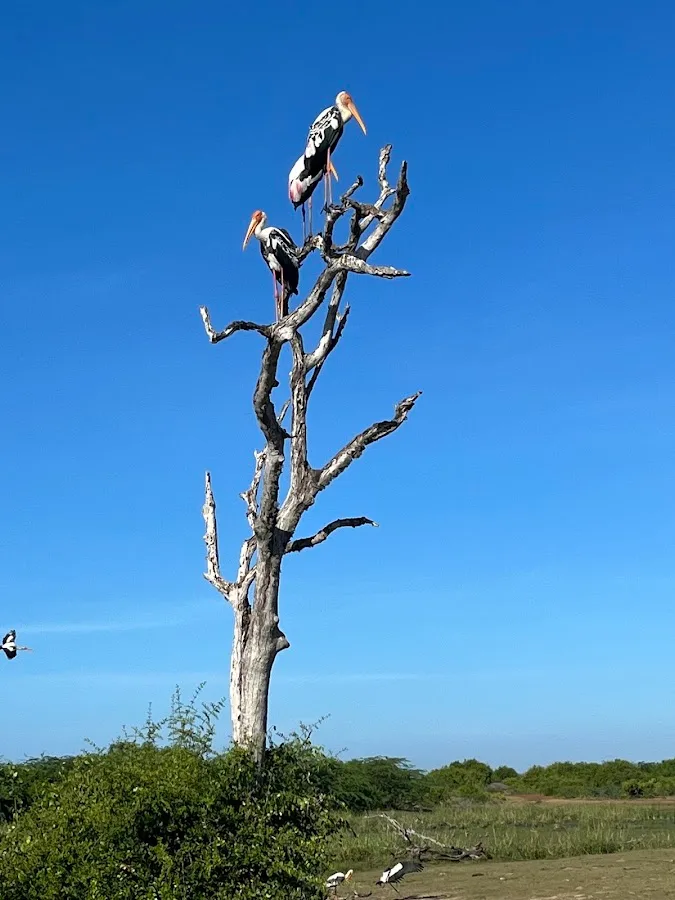 Bundala-Zugvogel-Safari