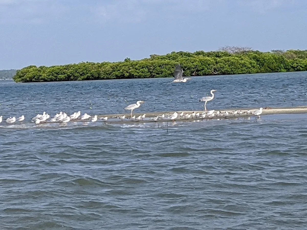 Delfin-Kreuzfahrt in Kalpitiya