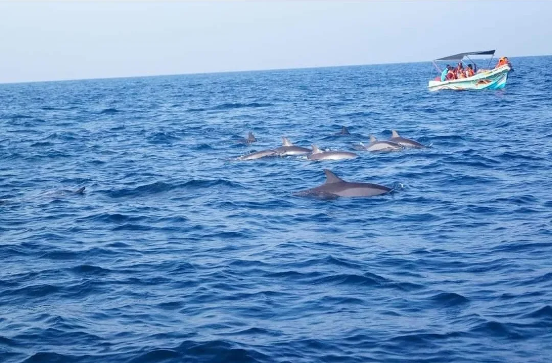 Delfin-Kreuzfahrt in Kalpitiya