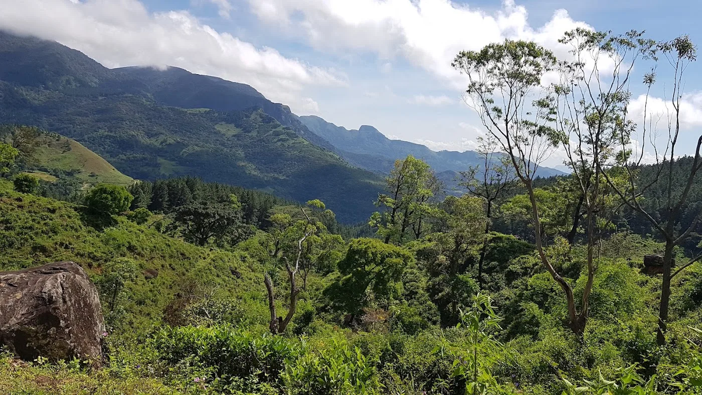 Waldbaden in den Knuckles