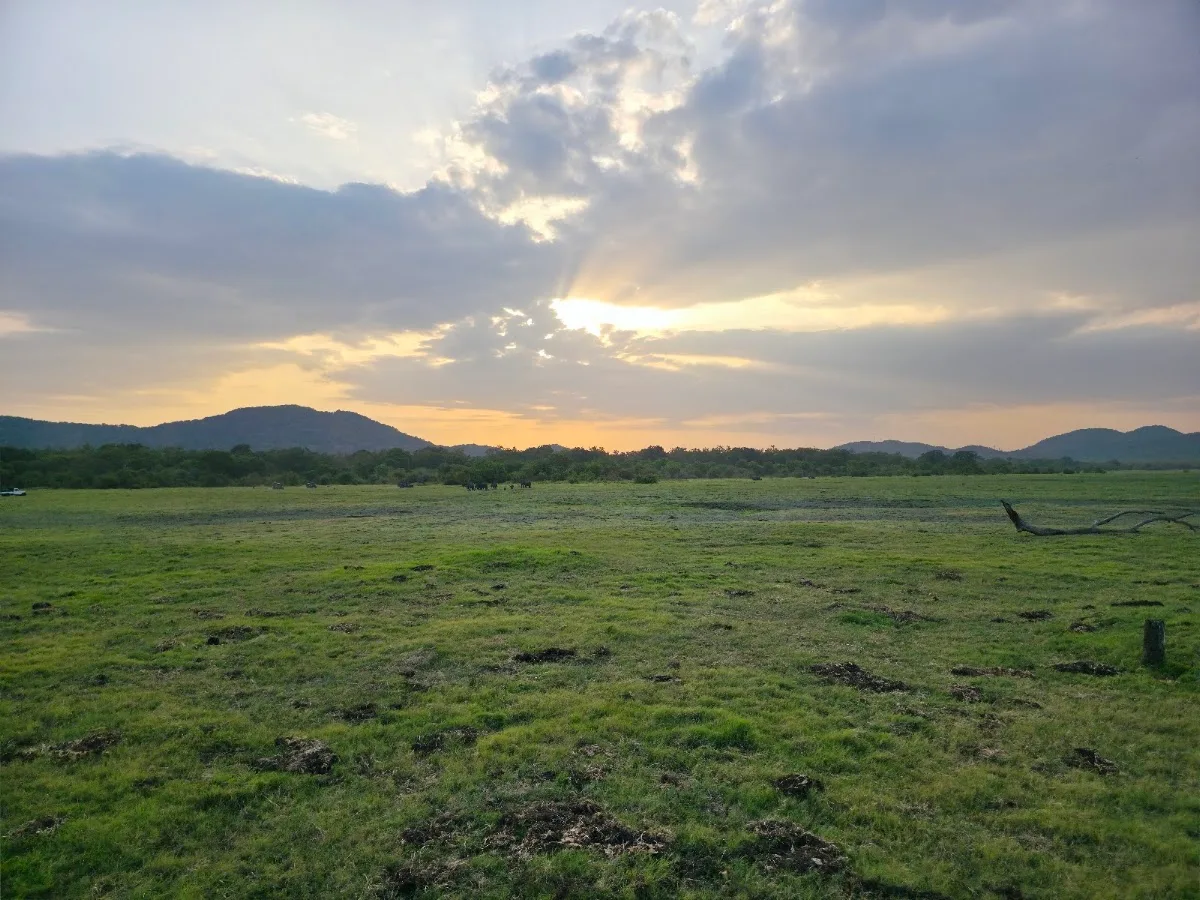 Minneriya-Morgen-Vogelsafari