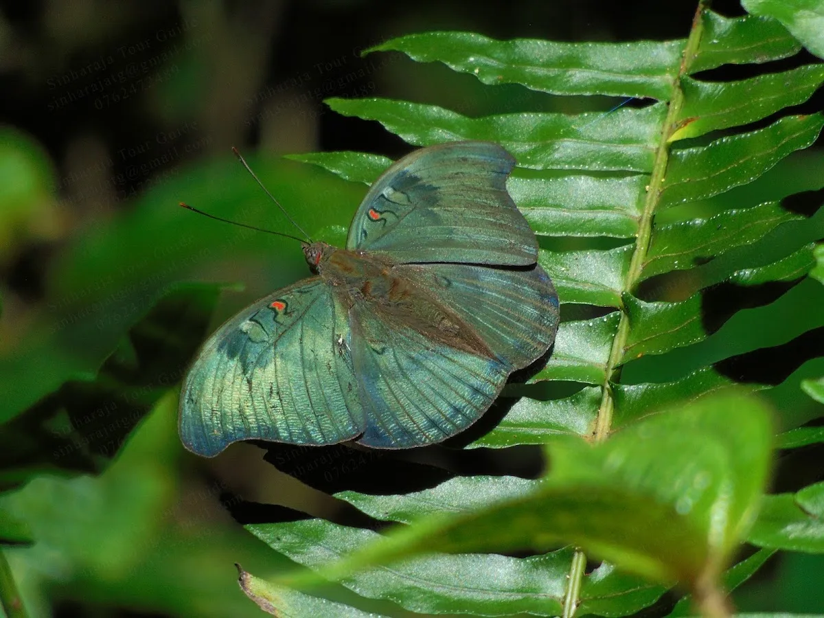 Achtsamkeitswanderung in Sinharaja