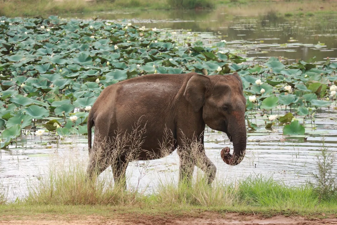 Udawalawe-Elefanten-Safari