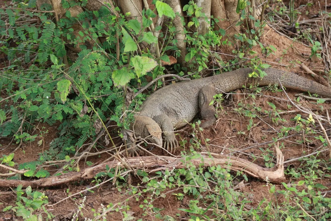 Udawalawe-Elefanten-Safari