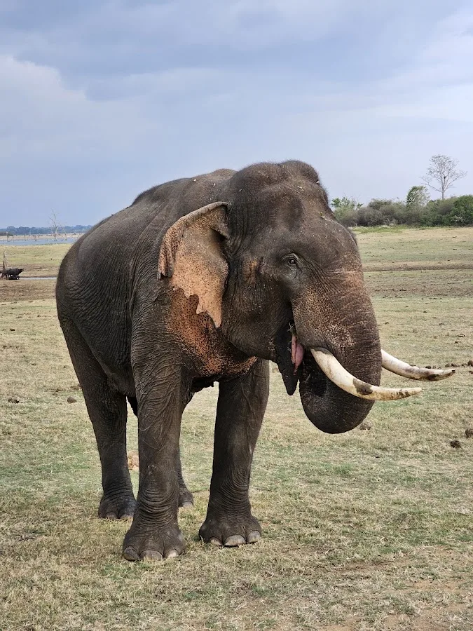 Udawalawe-Elefanten-Safari