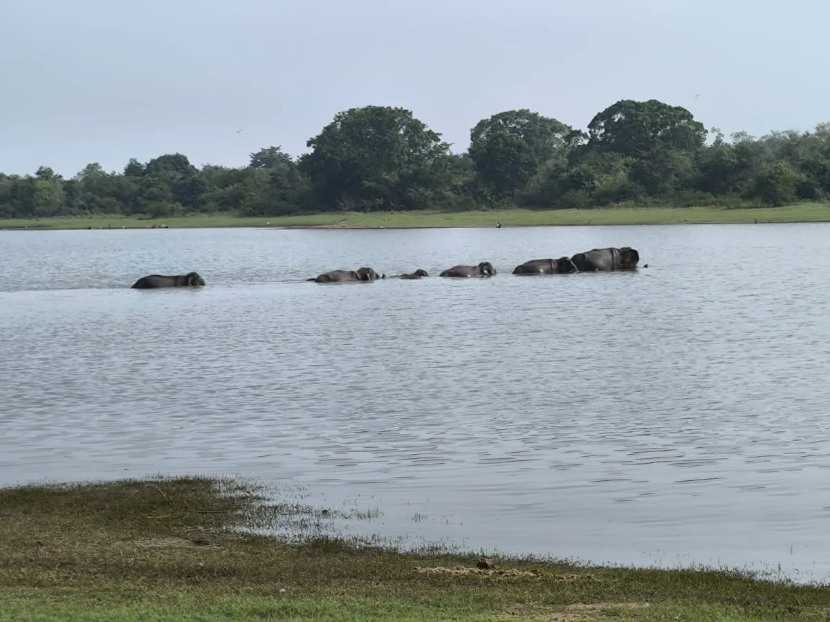 Udawalawe-Elefanten-Safari
