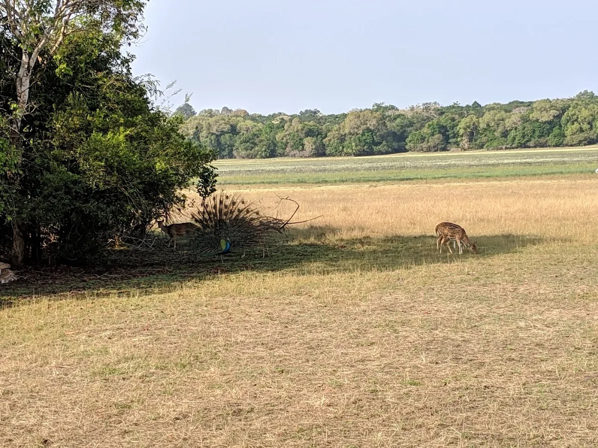 Wilpattu-Wildnis-Safari