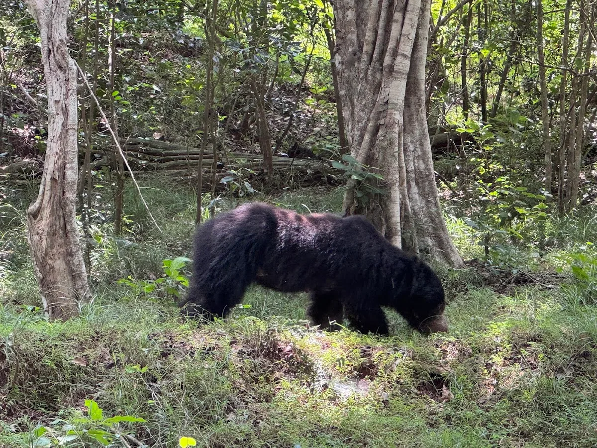 Wilpattu-Wildnis-Safari