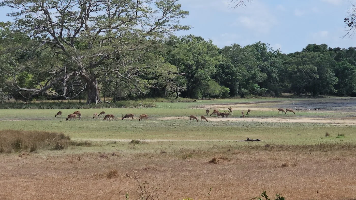 Wilpattu-Wildnis-Safari