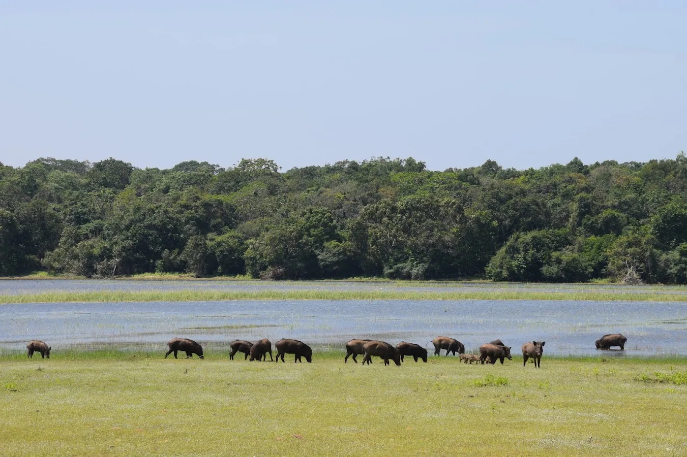 Wilpattu-Wildnis-Safari