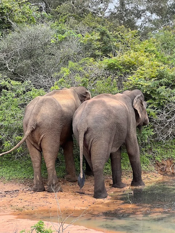 Yala-Ganztages-Safari