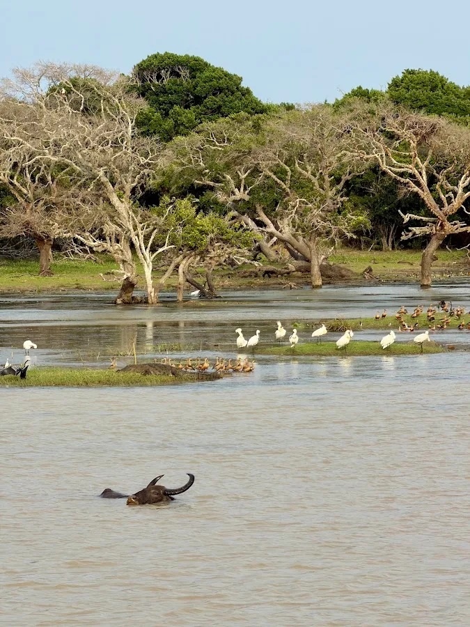 Yala-Ganztages-Safari