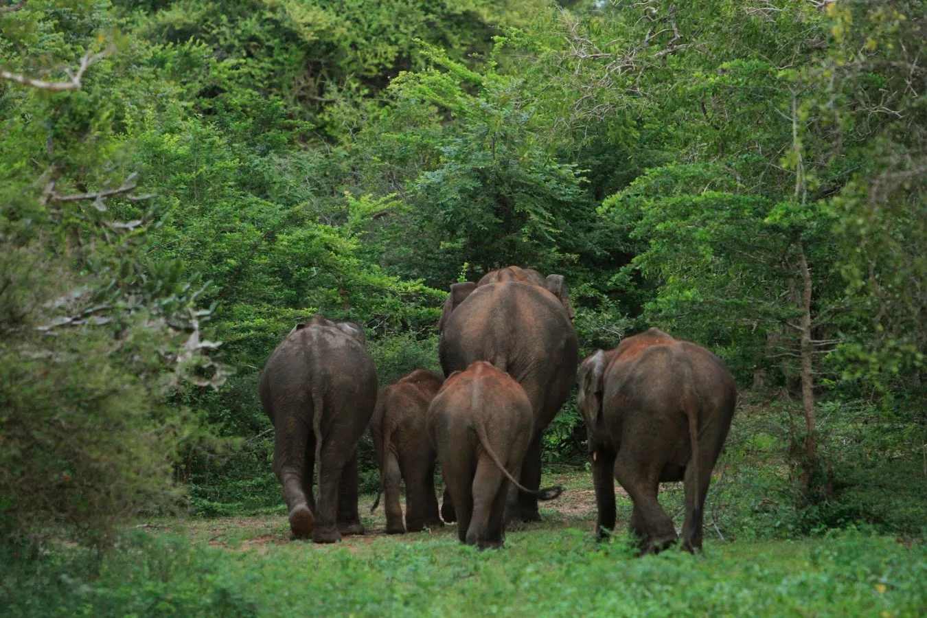 Yala-Leoparden-Safari