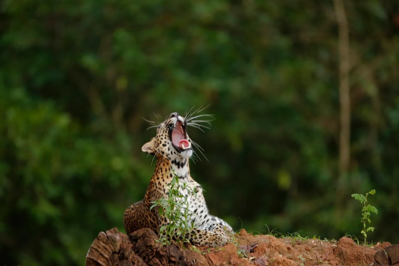 Yala-Leoparden-Safari