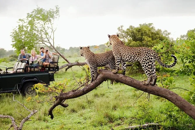 Yala-Leoparden-Safari