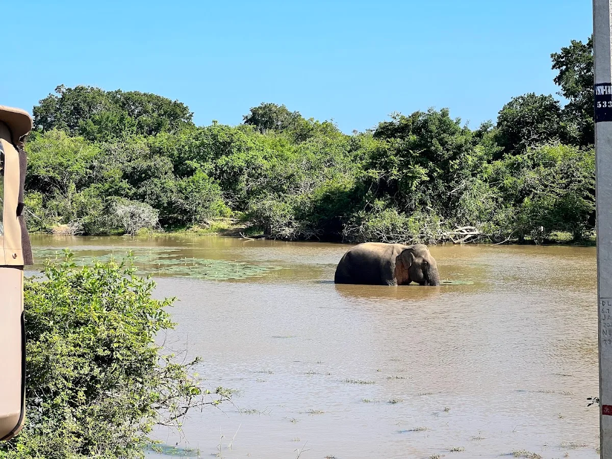 Yala-Leoparden-Safari