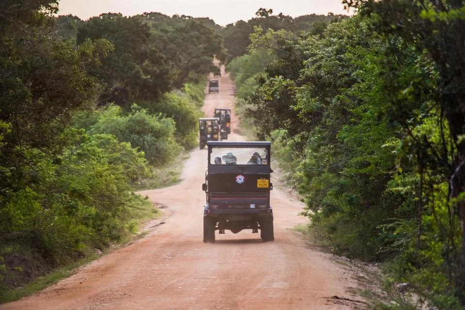 Yala-Leoparden-Safari
